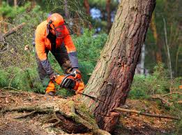 How Our Tree Care Process Works  in  La Joya, TX