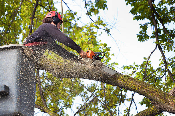 Professional  Tree Services in La Joya, TX